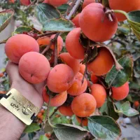 پیشفروش.  نهال خرمالو گوجه ای لیبل دار