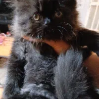 فروش گربه|گربه|کرج, حصار سرجوب|دیوار