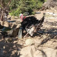 فروش کفش کیف بوقلمون|کیف، کفش، کمربند|دهدشت, |دیوار