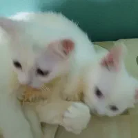 بچه گربه های خواستنی|گربه|بندر انزلی, شهرداری|دیوار