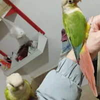 طوطی گرینجیک