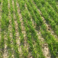 ۸۰هکتار زمین آماده کشت گندم بصورت مشارکت دادمیشود|خدمات باغبانی و درختکاری|اهواز, اهواز|دیوار