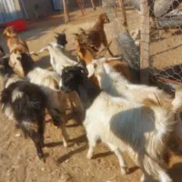 گوشت بزغاله چا وزن موجود