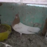 کبوتر کله زرد درشت ماده