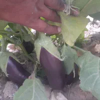 بادمجان ابرکوه