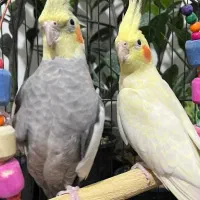 جفت عروس هلندی خاص