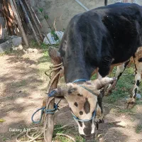 گاو نر  ورزا سیمینتال اصیل