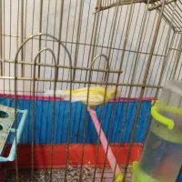 قناری نر|پرنده|جیرفت, |دیوار