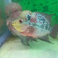 ماهی فلاور|ماهی|زنجان, |دیوار