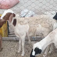 بره گوسفند میش برشن ماده|حیوانات مزرعه|بندرلنگه, |دیوار