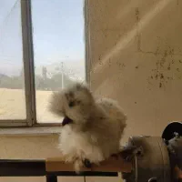 پیش فروش جوجه ابریشمی