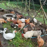 حیوانات|حیوانات مزرعه|چابکسر, |دیوار