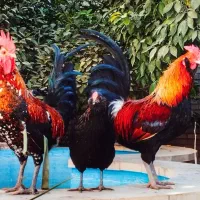 مرغ و خروس گلین اصل وخالص