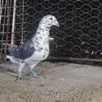 سینه سفید ماده