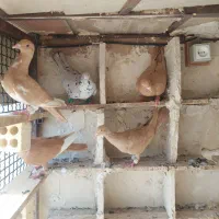 زرد سوری|پرنده|شوشتر, |دیوار