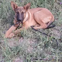 فروش سگ مالیونز|سگ|زرند, |دیوار