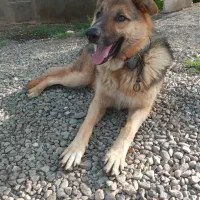 سگ ژرمن میکس