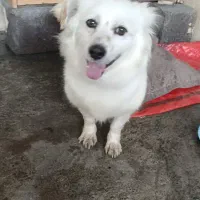 واگذاری سگ پاکوتاه