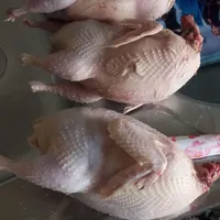 بلدرچین گوشتی و زنده|پرنده|حویق, |دیوار
