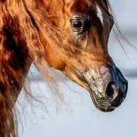 استخدام کارگر برای باشگاه خصوصی سوارکاری|استخدام سرایداری و نظافت|رفسنجان, |دیوار