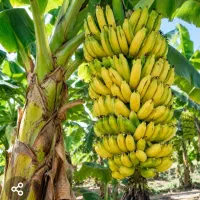 از هر هکتار بیش از 70 تن موز برداشت کن