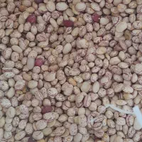 لوبیا چیتی