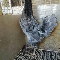 مرغ طوسی|حیوانات مزرعه|شیراز, کوشک میدان|دیوار