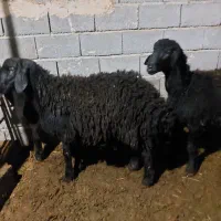 بره نر قره قزل افشاری|حیوانات مزرعه|آذرشهر, |دیوار