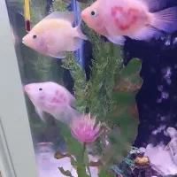 چهار تا ماهی گوشخوار