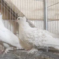 کبوتر پشت فر گوسفندی
