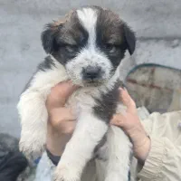 واگذاری توله سگ رایگان