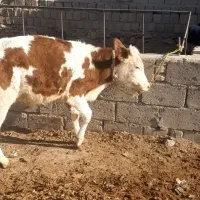 گوساله سیمیتال نر۵ماه