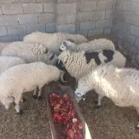 دام زنده  گوسفند