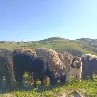 انواع میش و بز دام و گوسفند