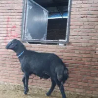 تازه شیشک شده جنس اصل