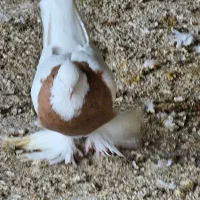 کبوتر طوقی اصل