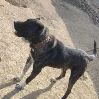 سگ گله|سگ|گرمخان, |دیوار