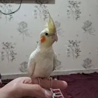 عروس هلندی فول اهلی