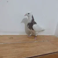 طوق نر|پرنده|مرودشت, رامجرد یک|دیوار