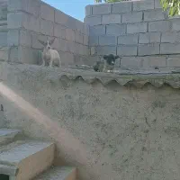 واگذاری یک عدد توله|سگ|آذرشهر, |دیوار
