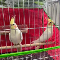 عروس هلندی مولد