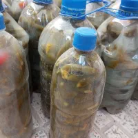 لوبیا ارتشی.سراب|عمدهفروشی|اسلامشهر, شهرک مهدیه|دیوار