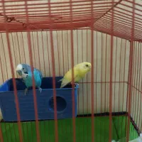 مرغ عشق|پرنده|شیراز, شاه قلی بیگی|دیوار