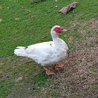 اردک اسراییلی