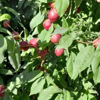 پیوند. کارشناسی باغ