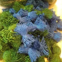 منگوله تسبیح .سرتسبیح ،ریشه تسبیح .تسبیح گلی