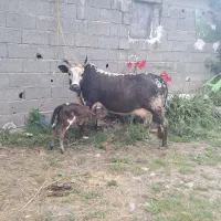 گاو شیری و گوساله ماده خوشگل