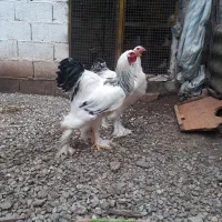 خروس برهما اصل|حیوانات مزرعه|رشت, حومه رشت|دیوار