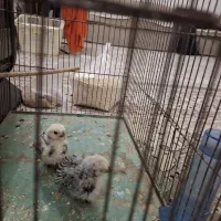 دو عدد جوجه مینیاتوری سبرایت|حیوانات مزرعه|اردکان, |دیوار