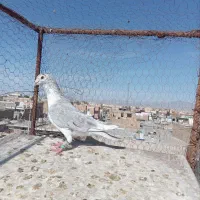 کفتر|حیوانات|سبزوار, شرق کال جنوبی (شمس آبادی)|دیوار